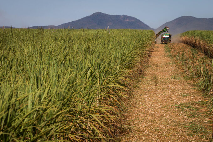 CANA: NOVAS VARIEDADES AUMENTAM RENDIMENTO E LUCRATIVIDADE EM ATÉ 37%