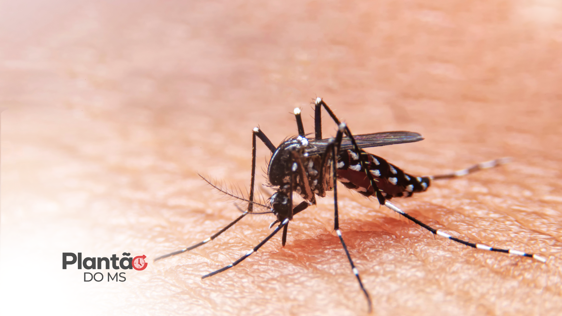 Seis municípios de MS em alerta para alta infestação do Aedes aegypti