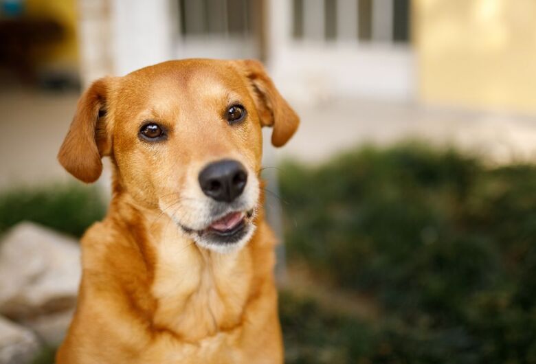 Prefeitura inicia cadastro para ampliar proteção de animais domésticos