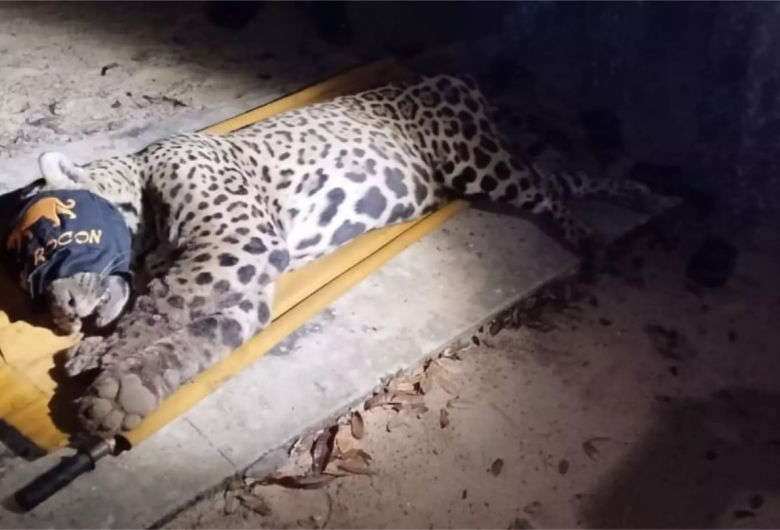 FORÇA-TAREFA CAPTURA ONÇA QUE MATOU CASEIRO NO PANTANAL; VEJA VÍDEO