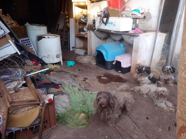 IRMÃ DE PREFEITO DE DOURADOS É PRESA POR MAUS-TRATOS A OITO CÃES