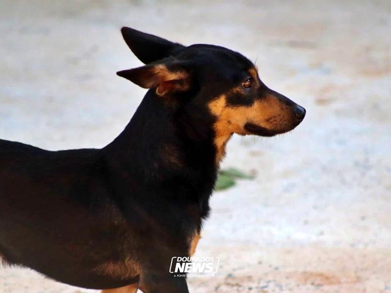 PUBLICADA LEI QUE PROÍBE TATUAGENS E PIERCINGS EM CÃES E GATOS