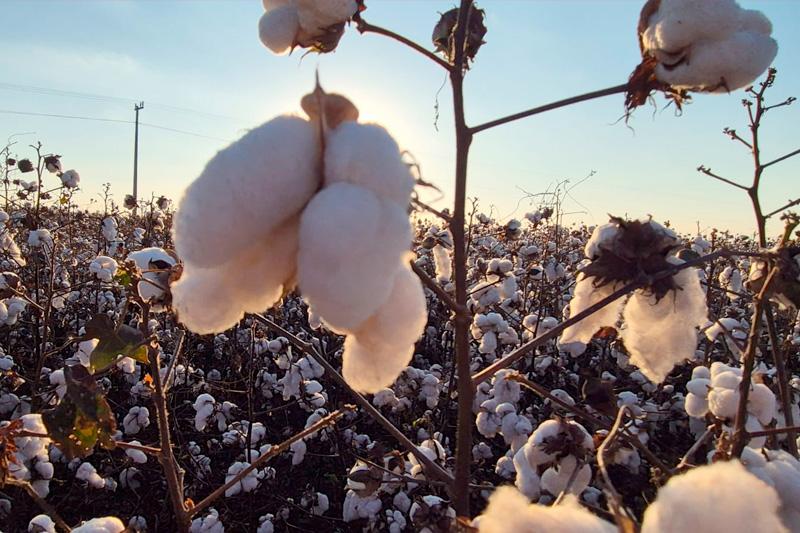 COLHEITA DO ALGODÃO NAS MAIORES REGIÕES PRODUTORAS DE MS COMEÇAM COM ATRASO