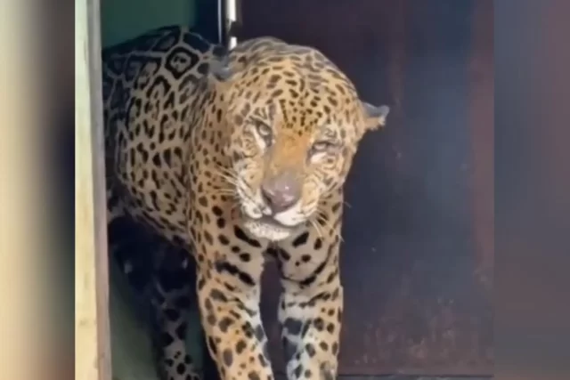 LAUDO CONFIRMA: ONÇA-PINTADA REALMENTE INGERIU CASEIRO