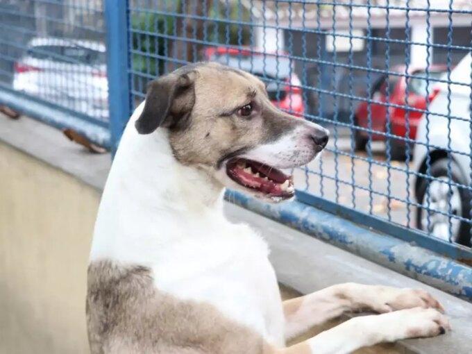 PROJETO PARA ACABAR COM ABANDONO DISFARÇADO DE CÃES EM DOURADOS