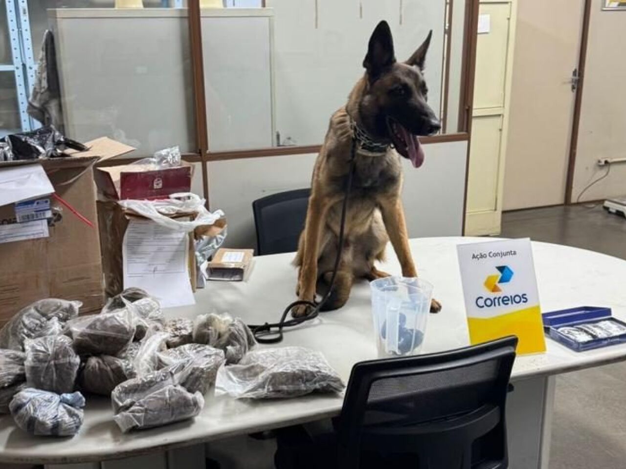 Cão farejador localiza 4,7 kg de drogas em encomendas