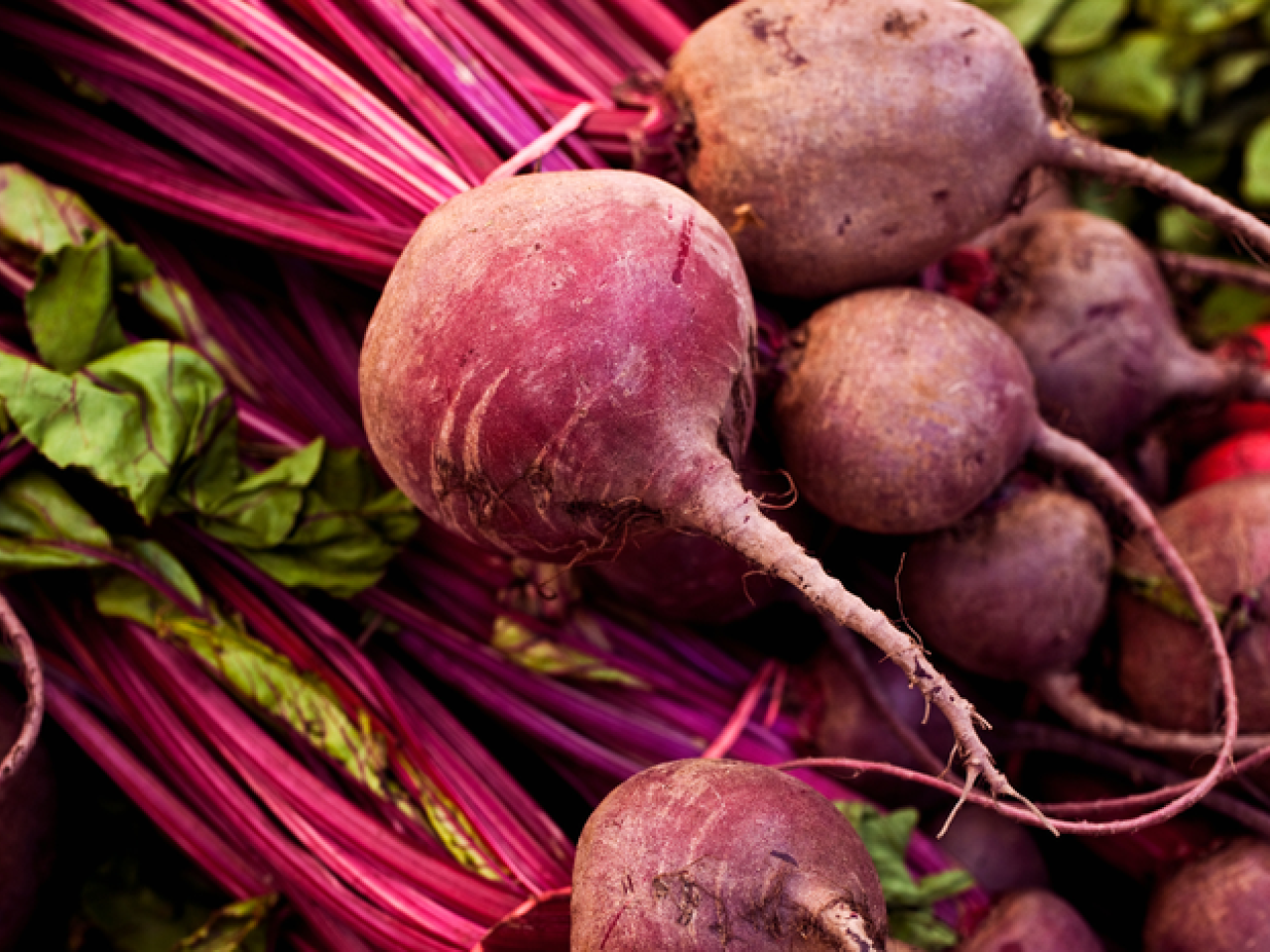 Sementes de beterraba: Brasil abre mercado na Nicarágua