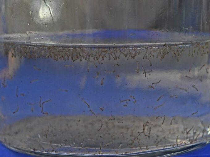 Dengue em Mato Grosso do Sul: 8.319 casos confirmados (2025)